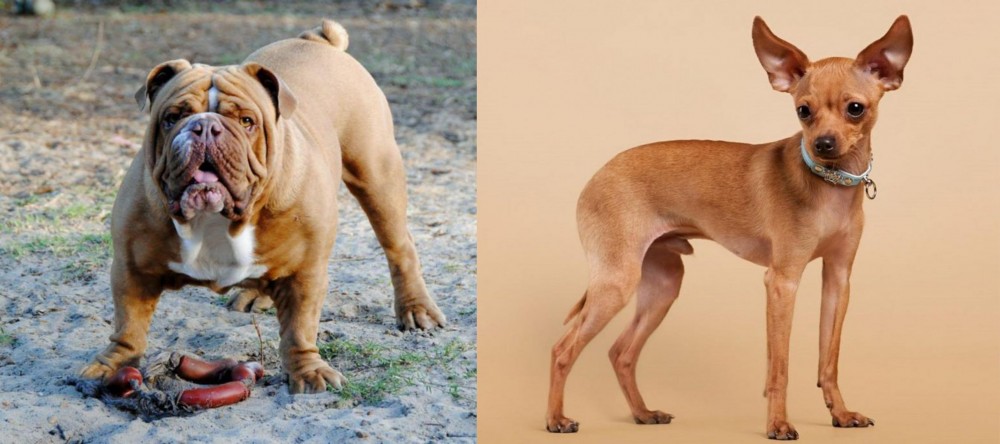 Russian Toy Terrier vs Australian Bulldog - Breed Comparison