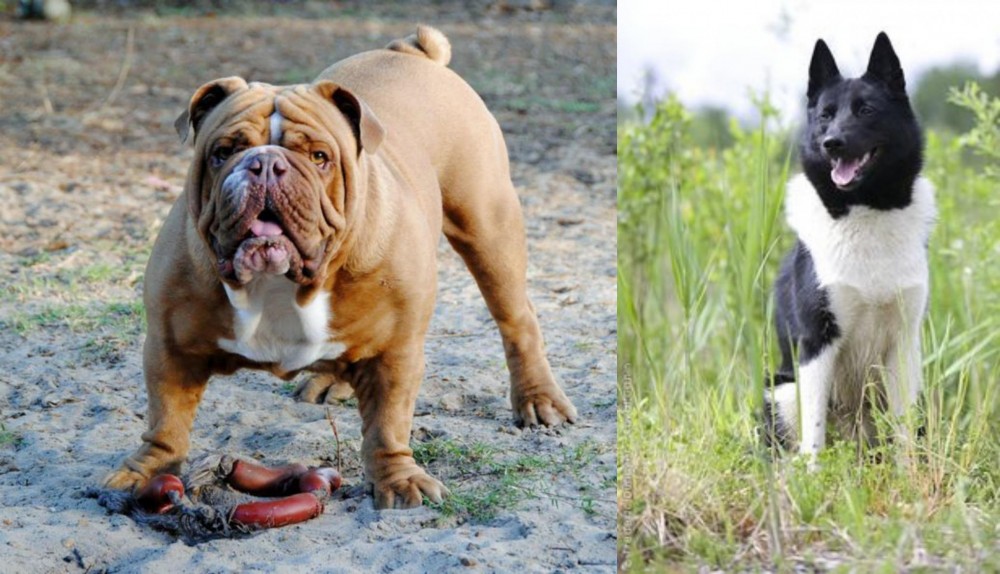 Russo-European Laika vs Australian Bulldog - Breed Comparison