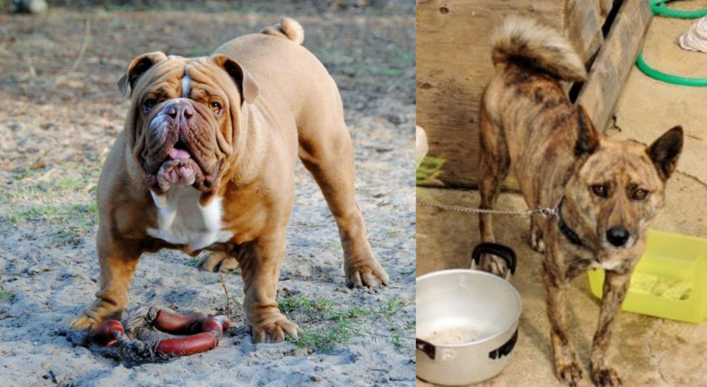 Ryukyu Inu vs Australian Bulldog - Breed Comparison