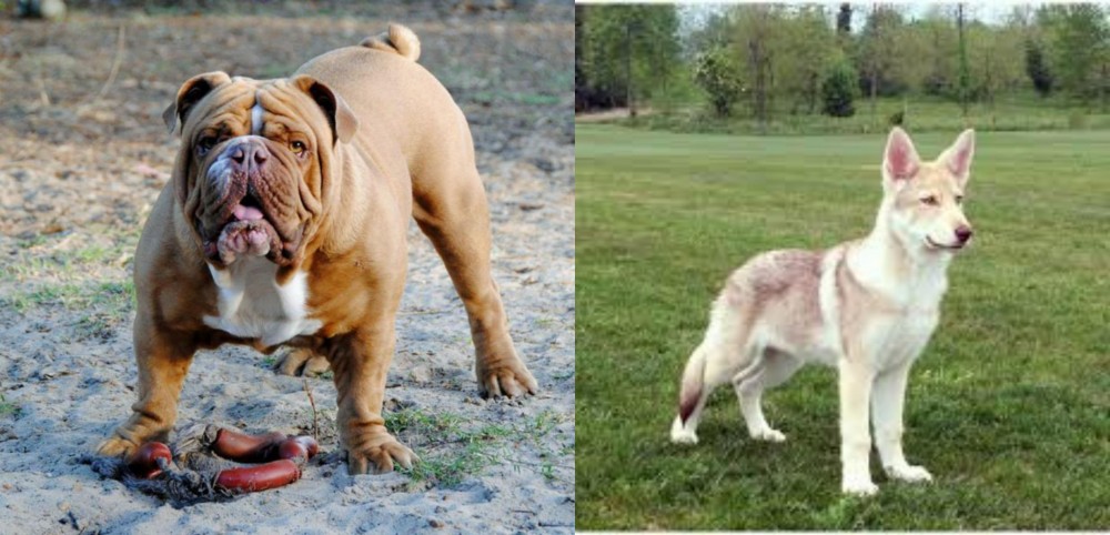 Saarlooswolfhond vs Australian Bulldog - Breed Comparison