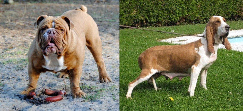 Sabueso Espanol vs Australian Bulldog - Breed Comparison