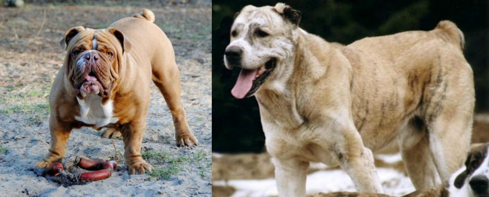 Sage Koochee vs Australian Bulldog - Breed Comparison