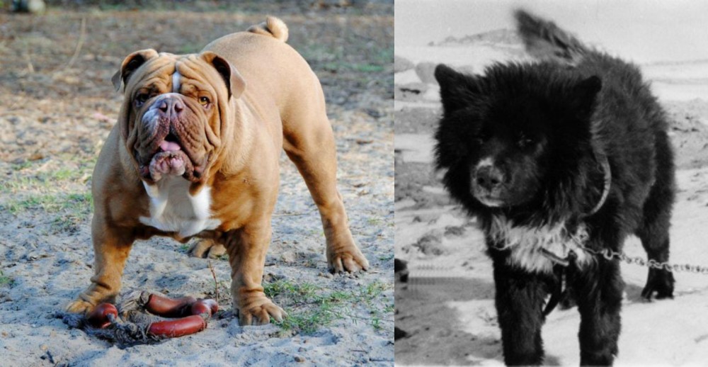 Sakhalin Husky vs Australian Bulldog - Breed Comparison