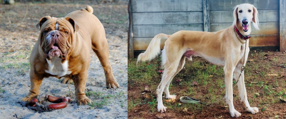 Saluki vs Australian Bulldog - Breed Comparison