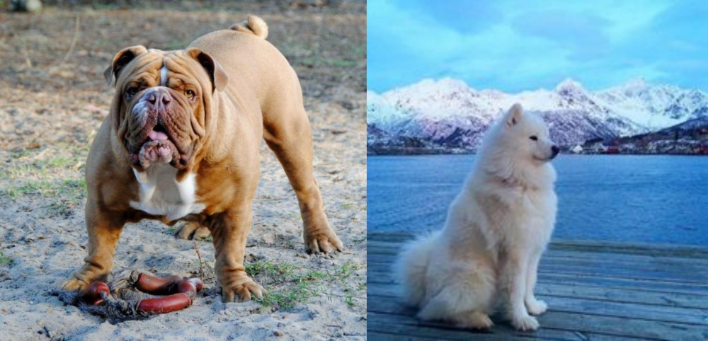 Samoyed vs Australian Bulldog - Breed Comparison