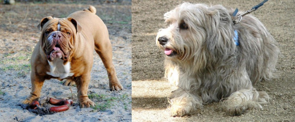 Sapsali vs Australian Bulldog - Breed Comparison