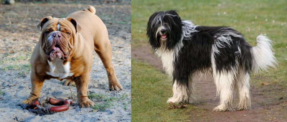 Schapendoes vs Australian Bulldog - Breed Comparison