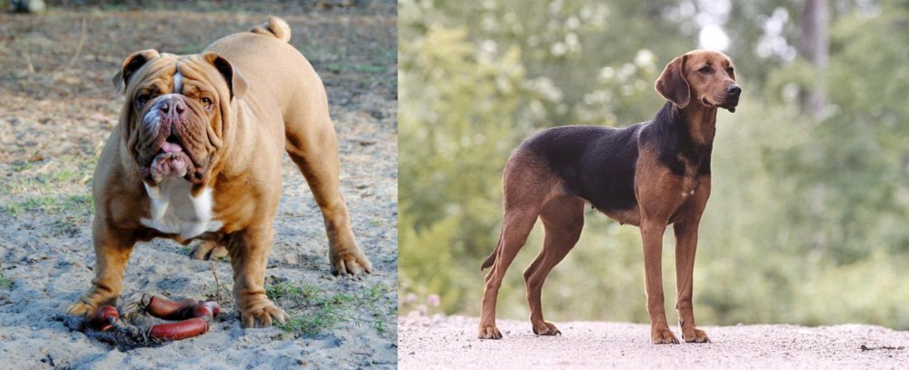 Schillerstovare vs Australian Bulldog - Breed Comparison