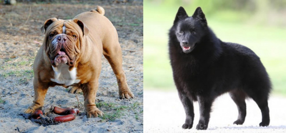 Schipperke vs Australian Bulldog - Breed Comparison