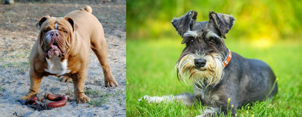 Schnauzer vs Australian Bulldog - Breed Comparison
