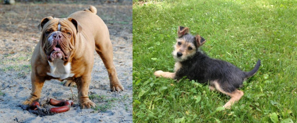 Schnorkie vs Australian Bulldog - Breed Comparison