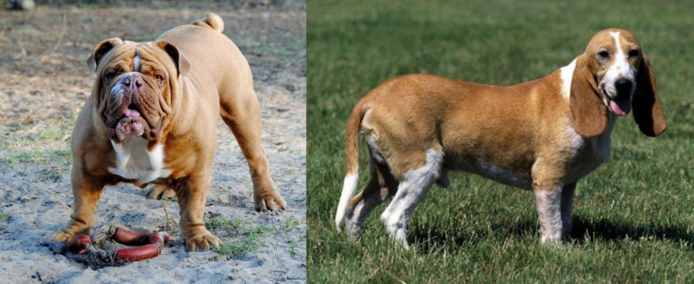 Schweizer Niederlaufhund vs Australian Bulldog - Breed Comparison