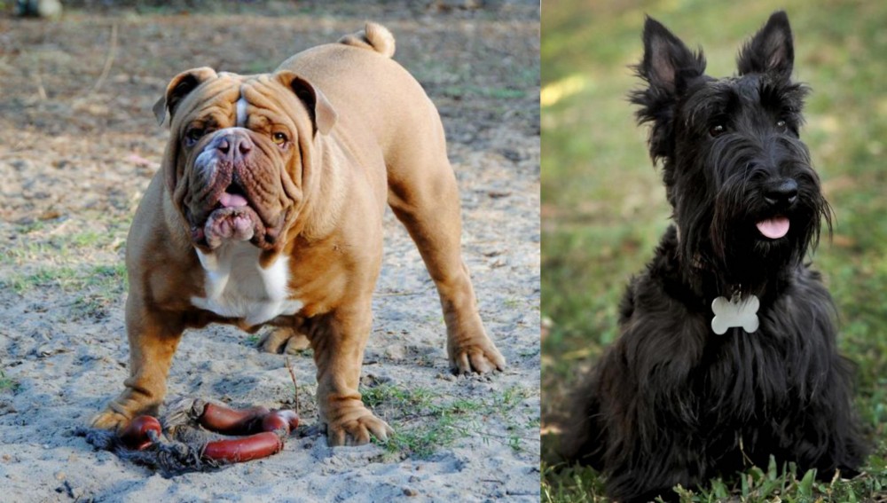 Scoland Terrier vs Australian Bulldog - Breed Comparison