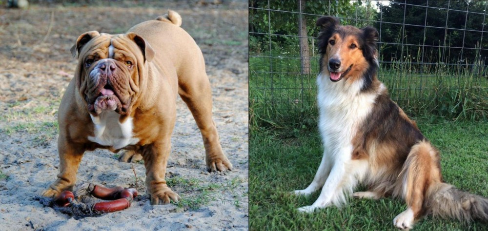 Scotch Collie vs Australian Bulldog - Breed Comparison