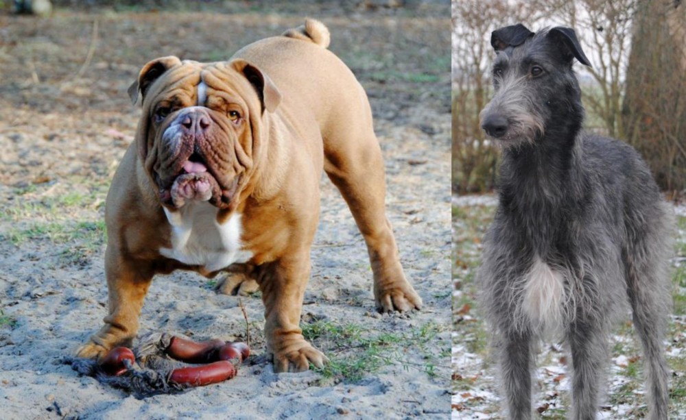 Scottish Deerhound vs Australian Bulldog - Breed Comparison