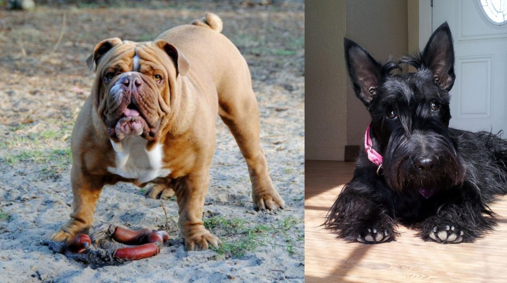 Scottish Terrier vs Australian Bulldog - Breed Comparison