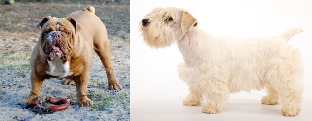 Sealyham Terrier vs Australian Bulldog - Breed Comparison