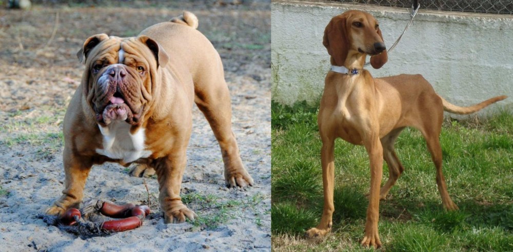Segugio Italiano vs Australian Bulldog - Breed Comparison