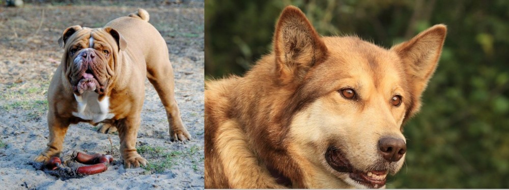 Seppala Siberian Sleddog vs Australian Bulldog - Breed Comparison