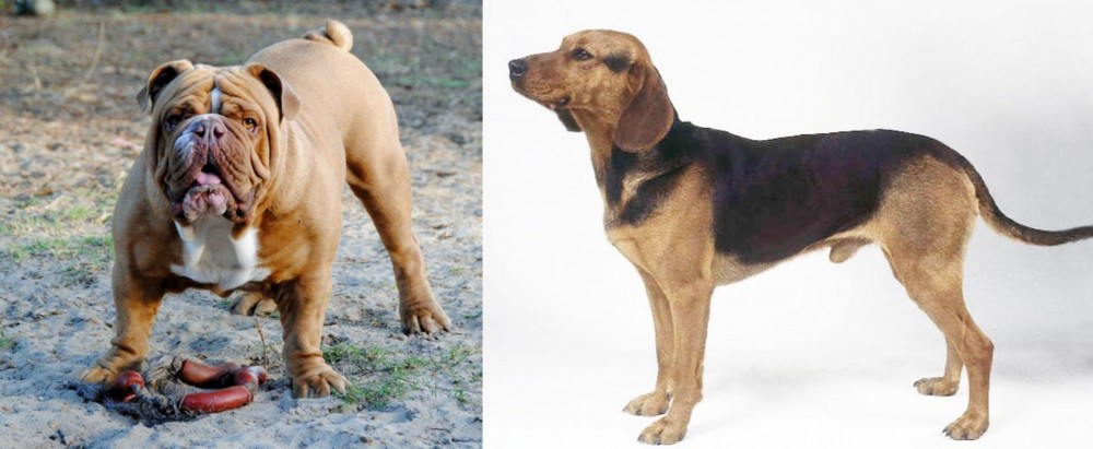 Serbian Hound vs Australian Bulldog - Breed Comparison