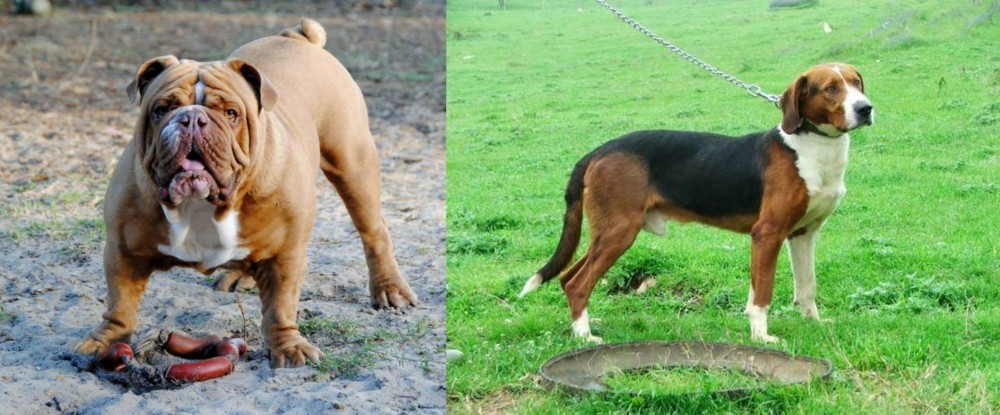 Serbian Tricolour Hound vs Australian Bulldog - Breed Comparison