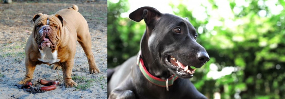 Shepard Labrador vs Australian Bulldog - Breed Comparison