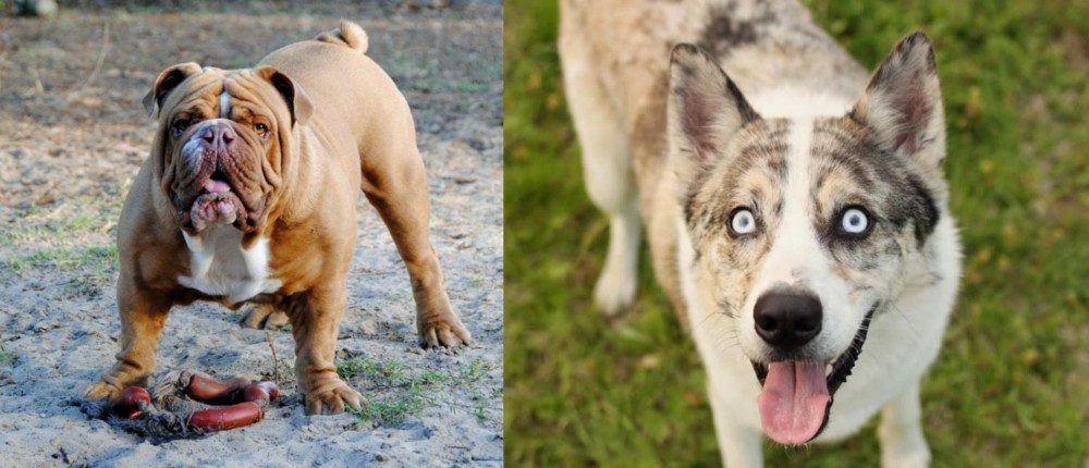 Shepherd Husky vs Australian Bulldog - Breed Comparison