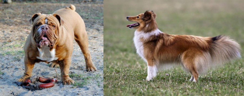 Shetland Sheepdog vs Australian Bulldog - Breed Comparison