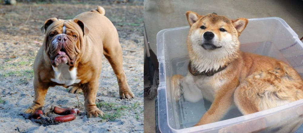 Shiba Inu vs Australian Bulldog - Breed Comparison