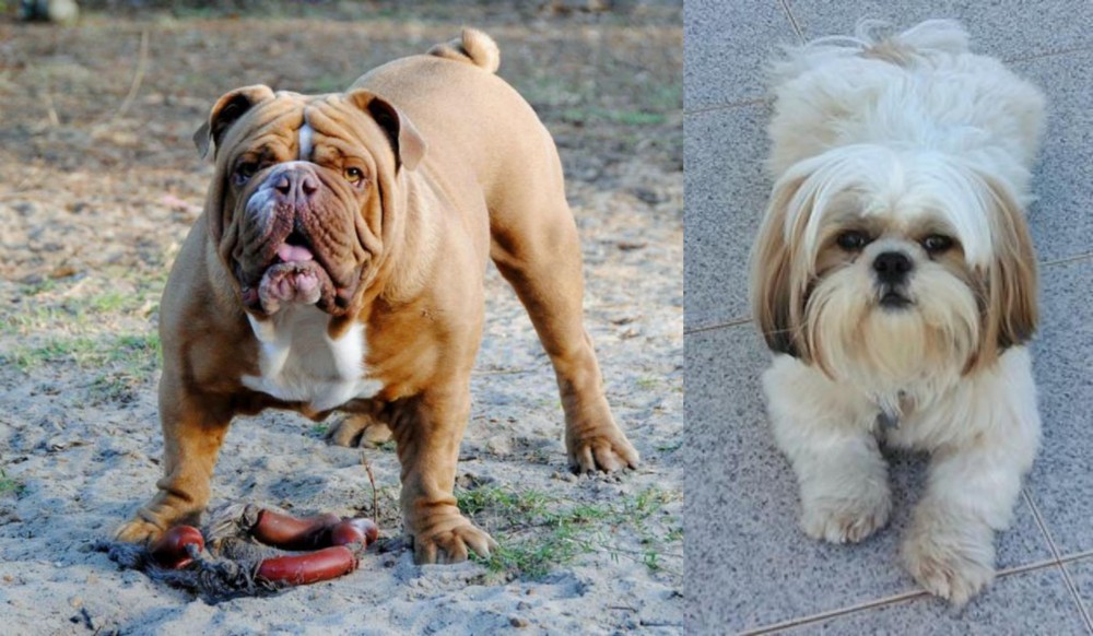 Shih Tzu vs Australian Bulldog - Breed Comparison