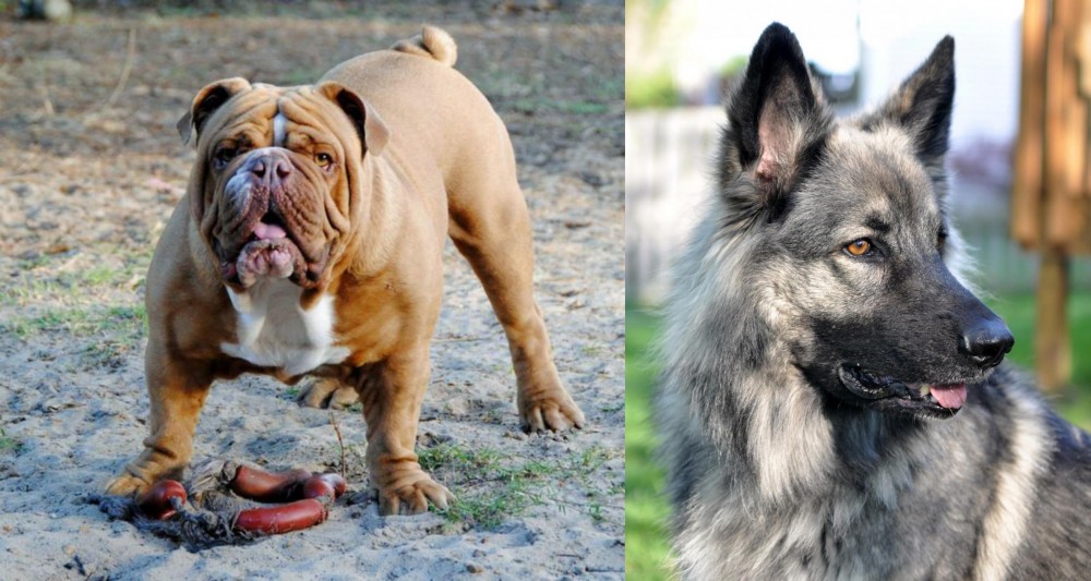 Shiloh Shepherd vs Australian Bulldog - Breed Comparison