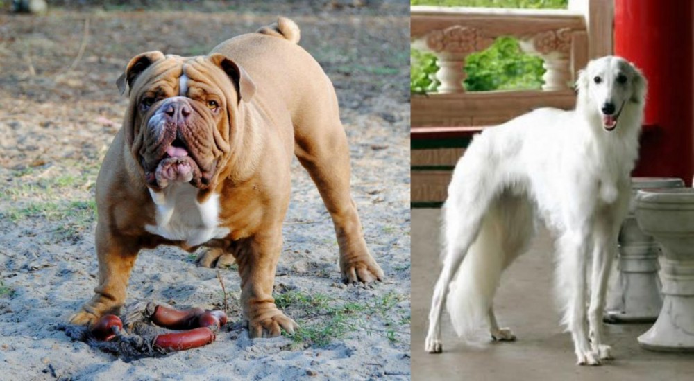 Silken Windhound vs Australian Bulldog - Breed Comparison