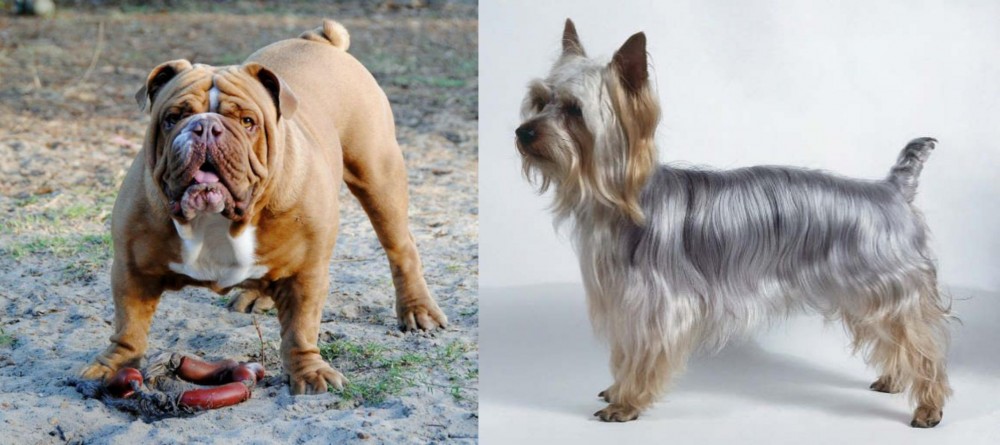 Silky Terrier vs Australian Bulldog - Breed Comparison