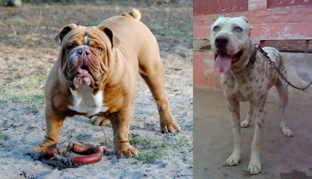 Sindh Mastiff vs Australian Bulldog - Breed Comparison