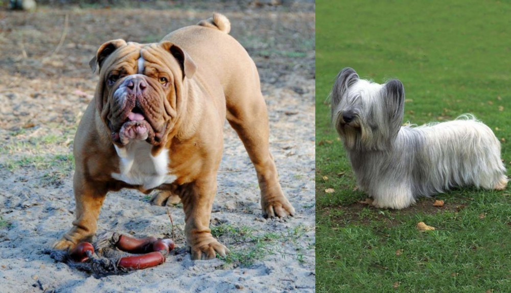 Skye Terrier vs Australian Bulldog - Breed Comparison