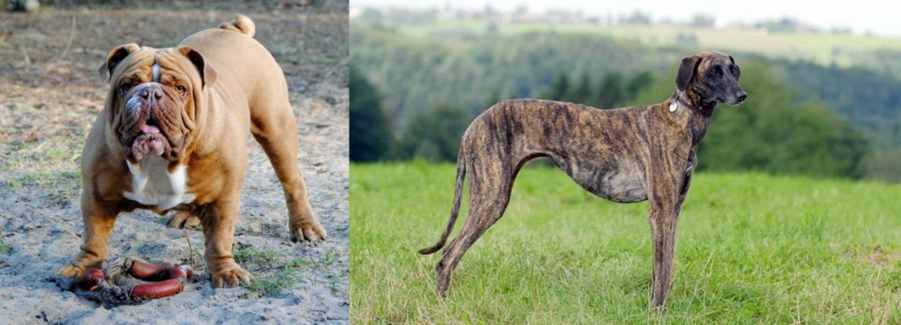 Sloughi vs Australian Bulldog - Breed Comparison