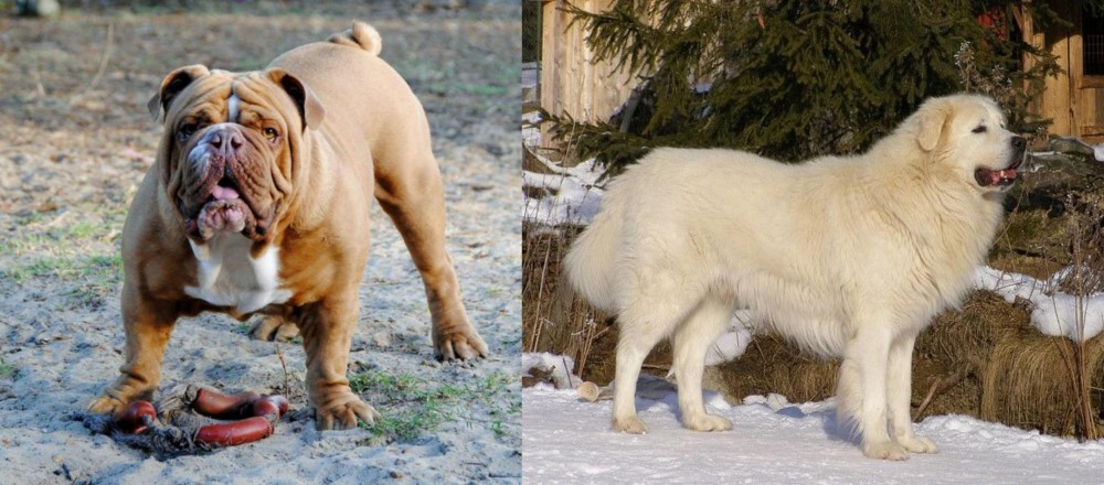 Slovak Cuvac vs Australian Bulldog - Breed Comparison