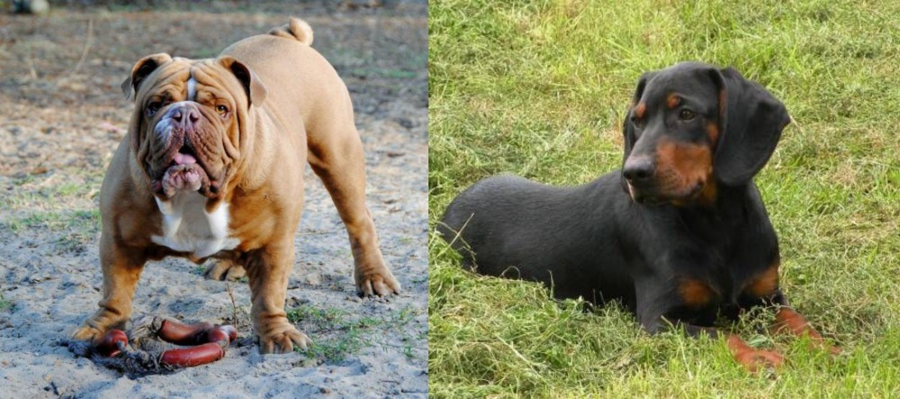 Slovakian Hound vs Australian Bulldog - Breed Comparison