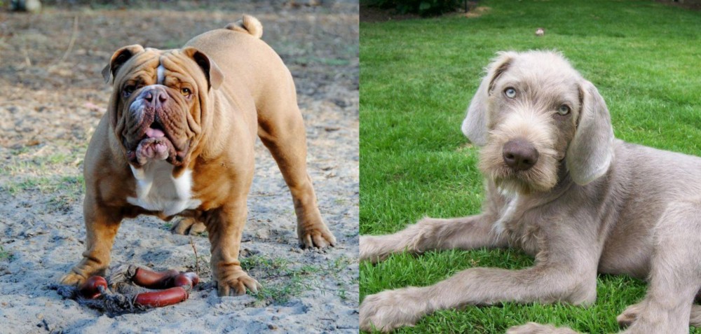 Slovakian Rough Haired Pointer vs Australian Bulldog - Breed Comparison