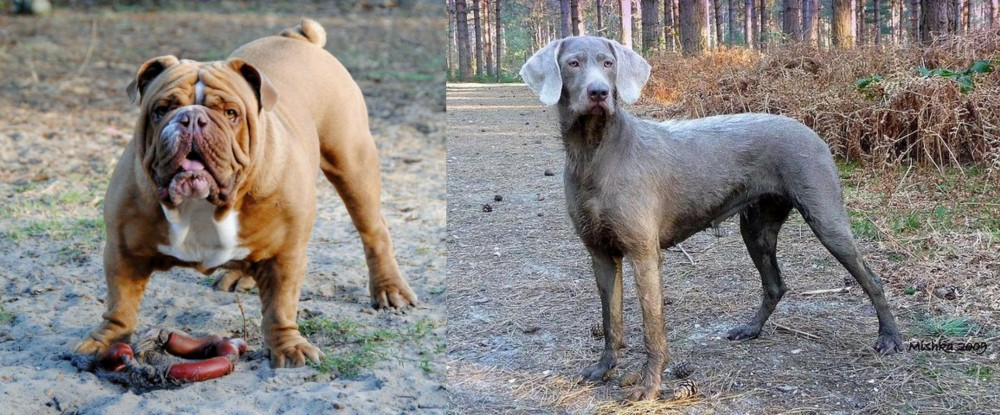 Slovensky Hrubosrsty Stavac vs Australian Bulldog - Breed Comparison