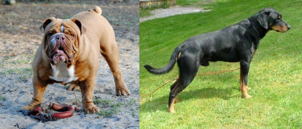 Smalandsstovare vs Australian Bulldog - Breed Comparison