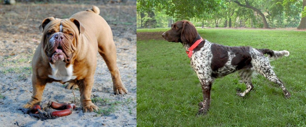Small Munsterlander vs Australian Bulldog - Breed Comparison