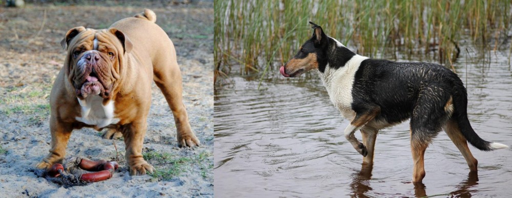 Smooth Collie vs Australian Bulldog - Breed Comparison