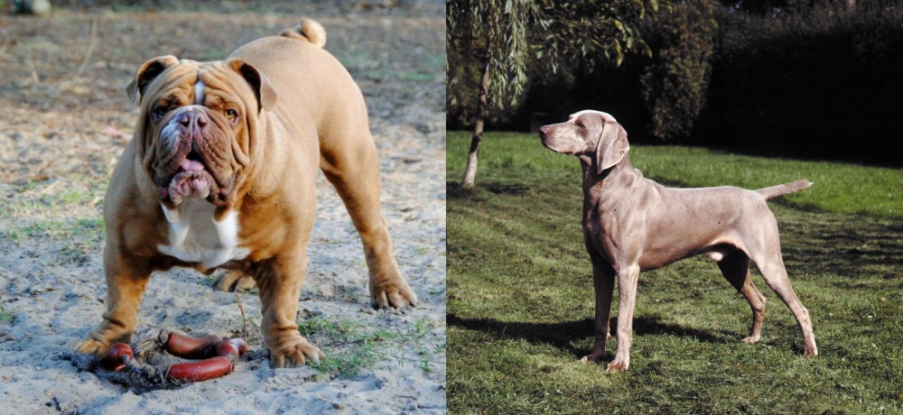 Smooth Haired Weimaraner vs Australian Bulldog - Breed Comparison