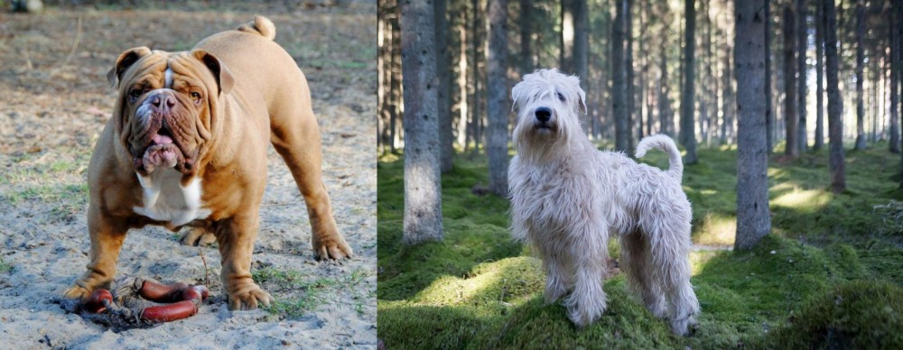 Soft-Coated Wheaten Terrier vs Australian Bulldog - Breed Comparison