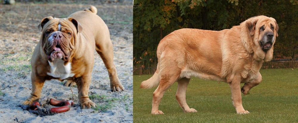 Spanish Mastiff vs Australian Bulldog - Breed Comparison