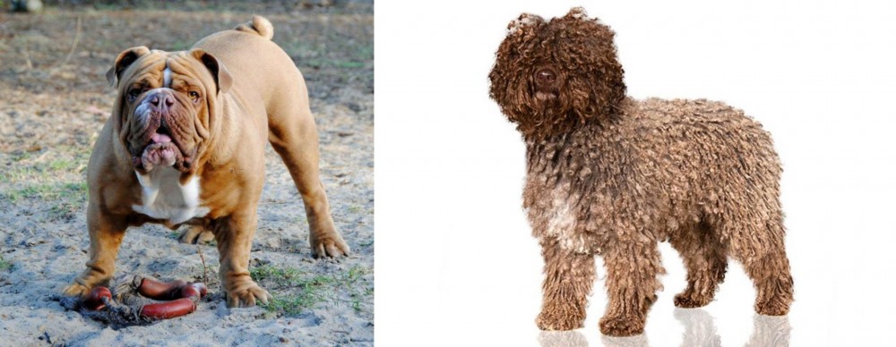 Spanish Water Dog vs Australian Bulldog - Breed Comparison