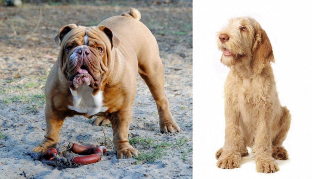 Spinone Italiano vs Australian Bulldog - Breed Comparison