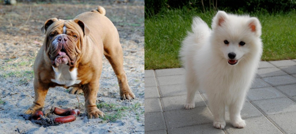 Spitz vs Australian Bulldog - Breed Comparison