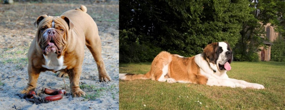 St. Bernard vs Australian Bulldog - Breed Comparison
